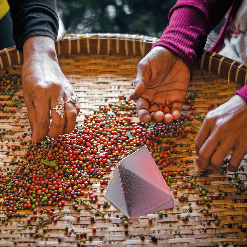 Roter Kampot Pfeffer | Kambodscha