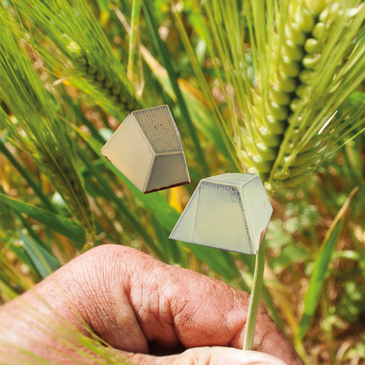 Freekeh | Palestine