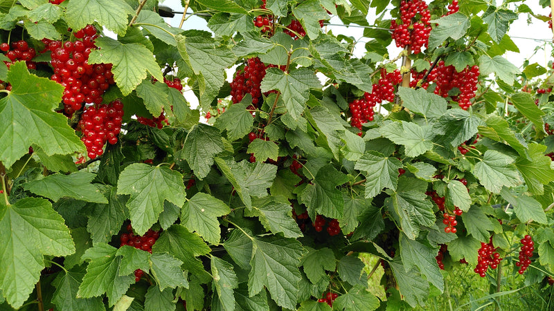 Frische Beeren vom Bauernhof Weggun